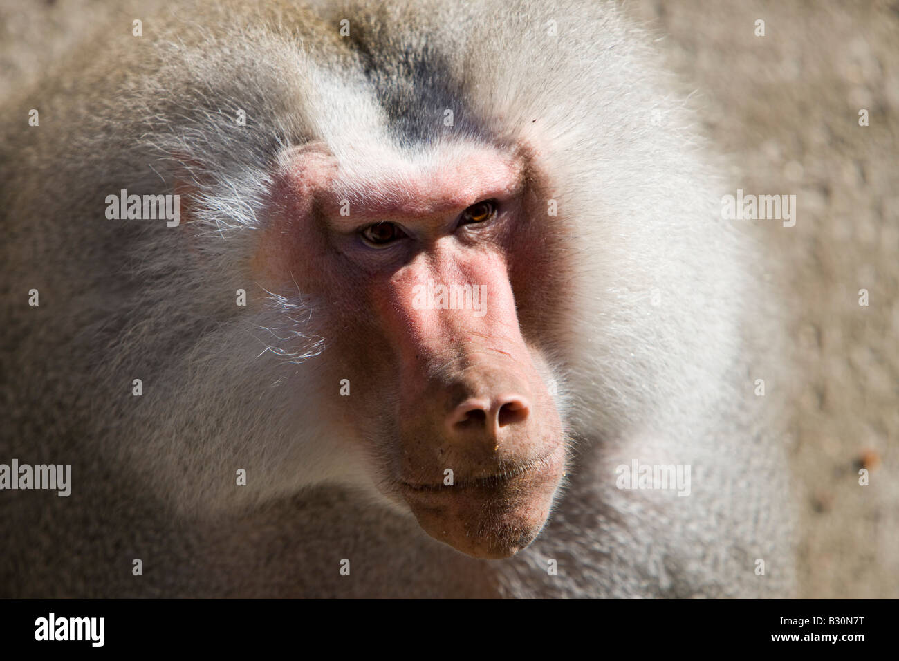 Hamadryas baboon male Papio hamadryas Ethiopia Africa Stock Photo