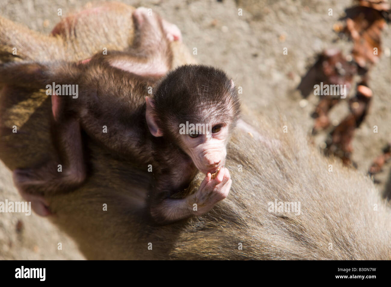 Hamadryas baboon youngs Papio hamadryas Ethiopia Africa Stock Photo