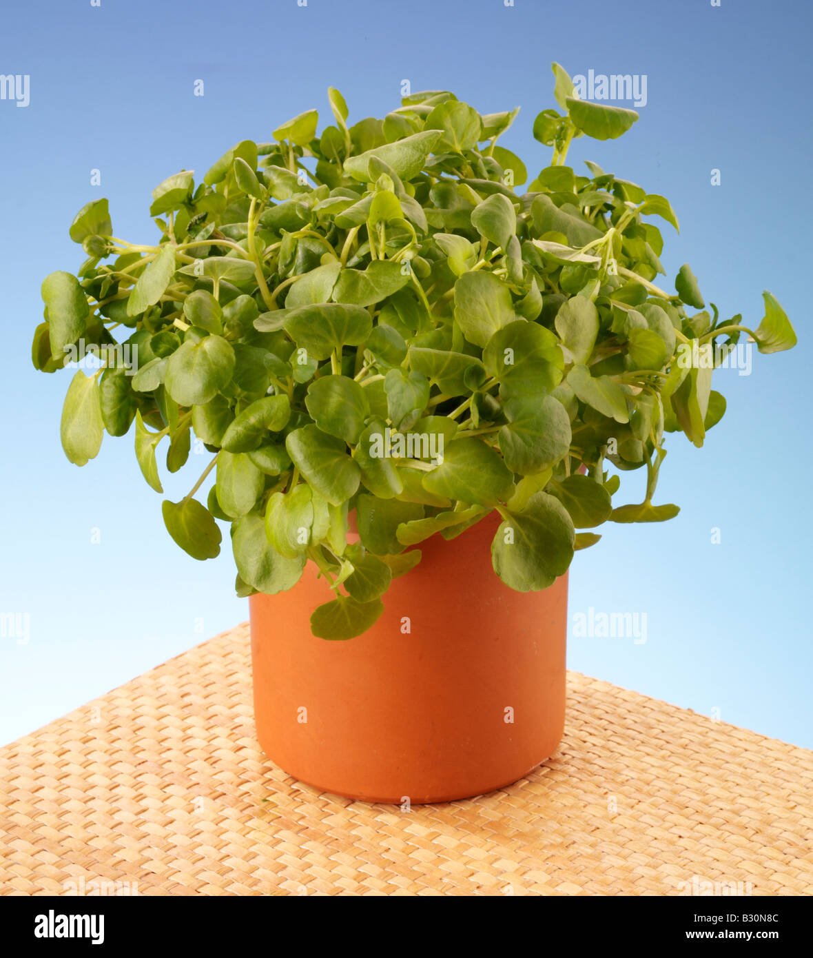 Potted watercress hires stock photography and images Alamy