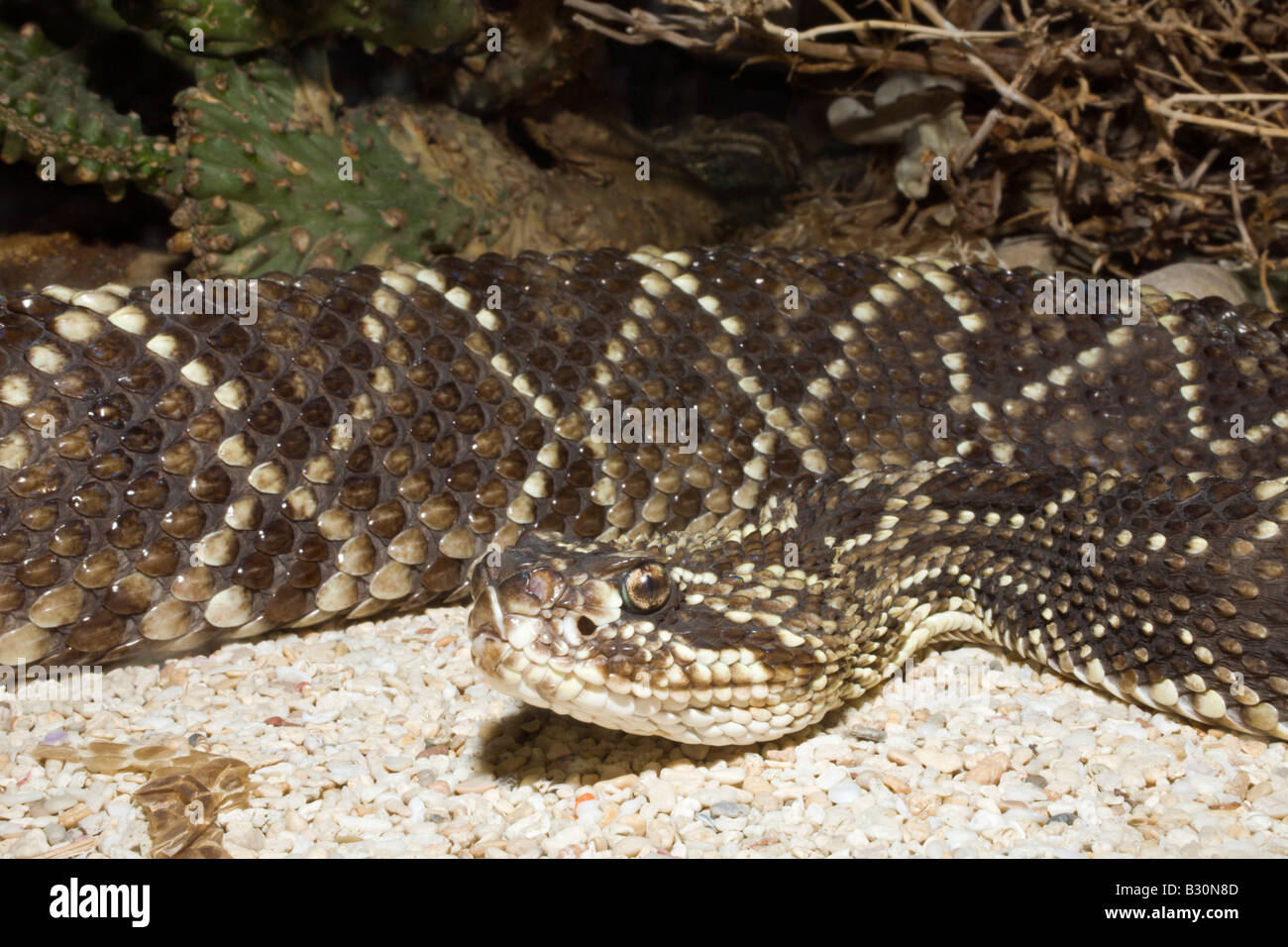 Rattle Snake Crotalus durissus Stock Photo