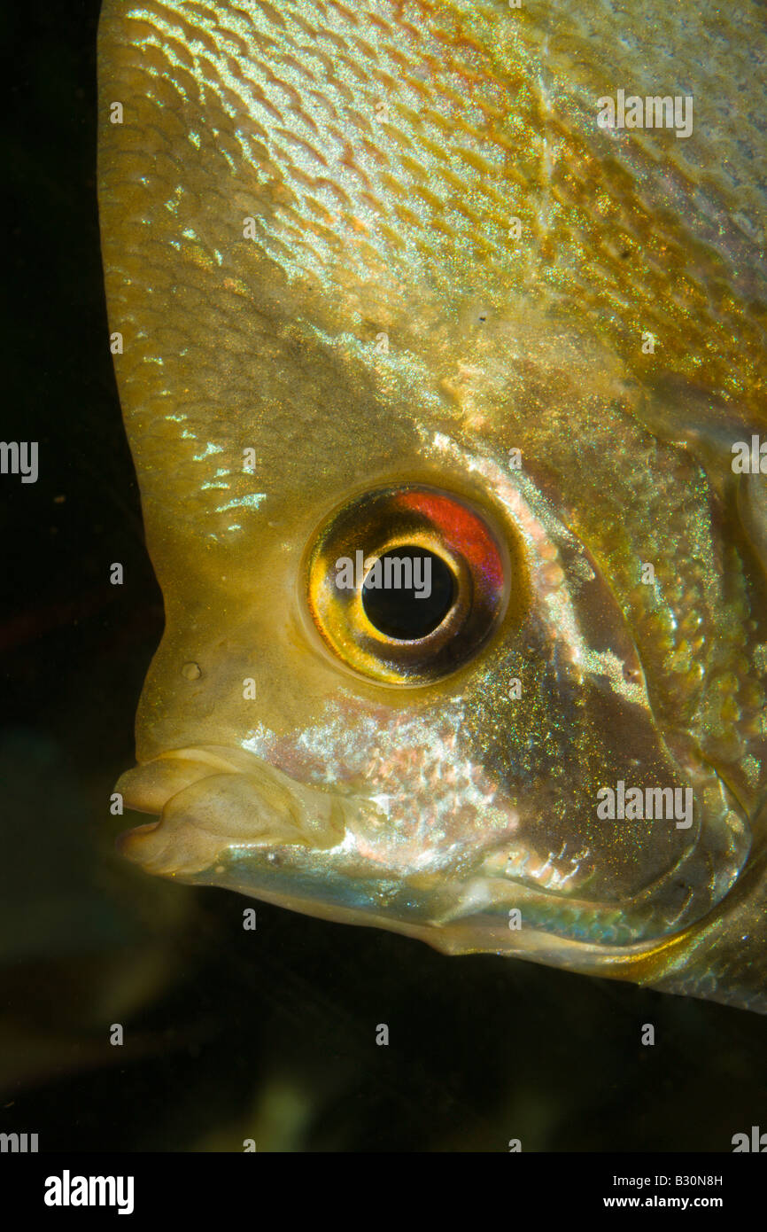 Freshwater angelfish Pterophyllum scalare Stock Photo