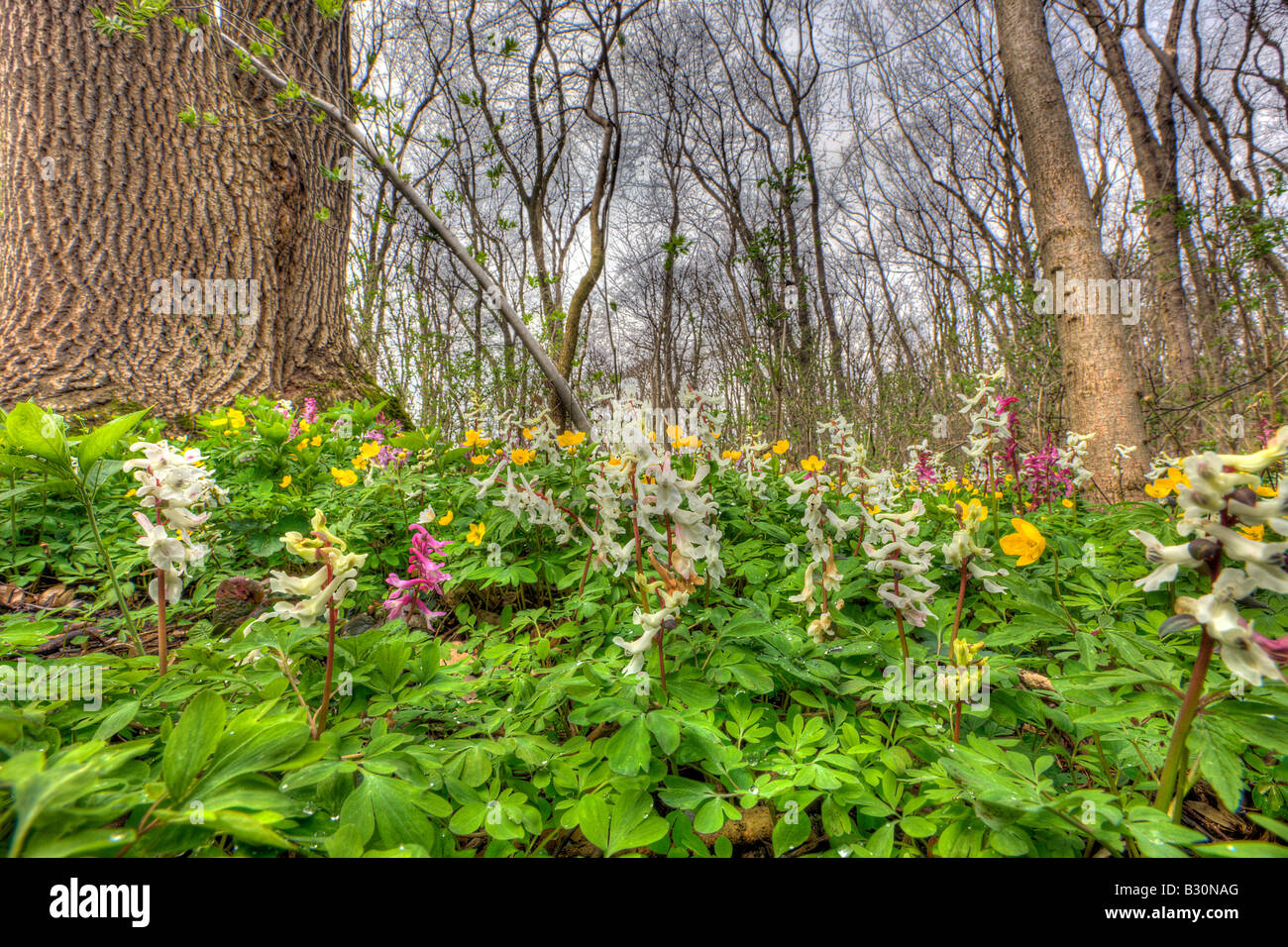 Corydalis and yellow Anemones Corydalis spec Anemone ranunculoides Germany Munich Bavaria Stock Photo