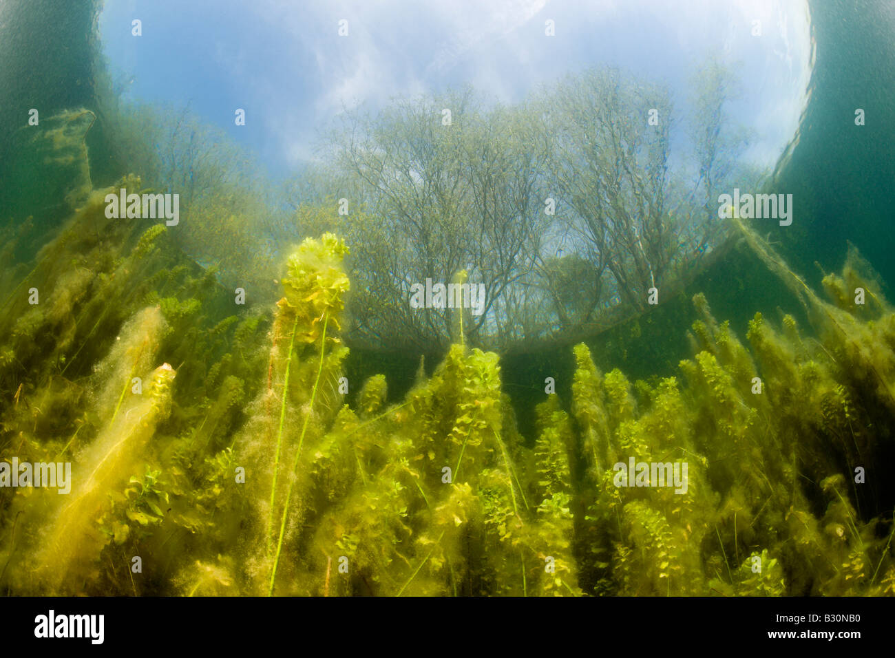 Waterplants in Freshwater Lake Germany Echinger Weiher Lake Munich Bavaria Stock Photo
