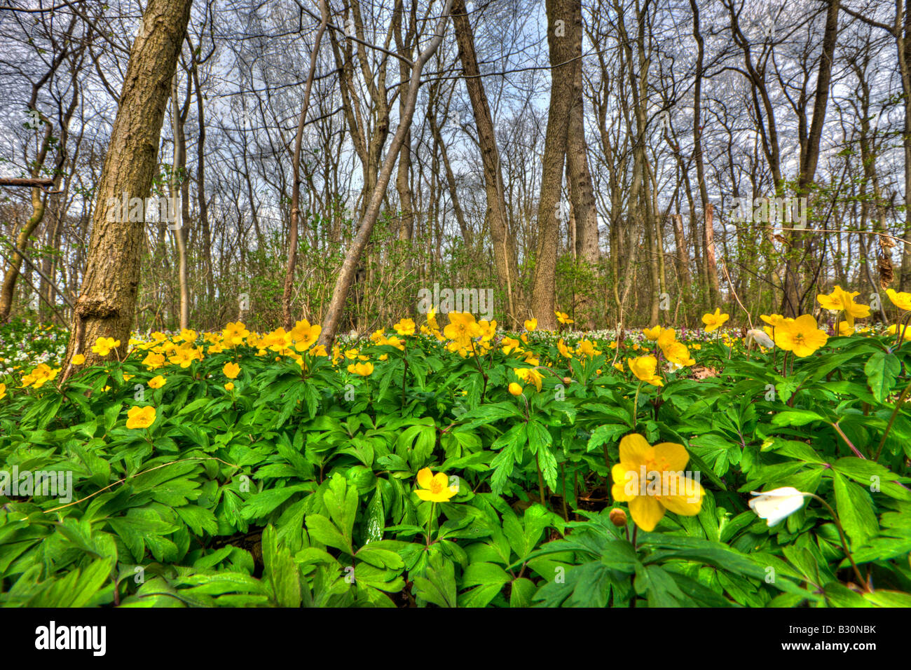 Yellow Anemones Anemone ranunculoides Germany Munich Bavaria Stock Photo