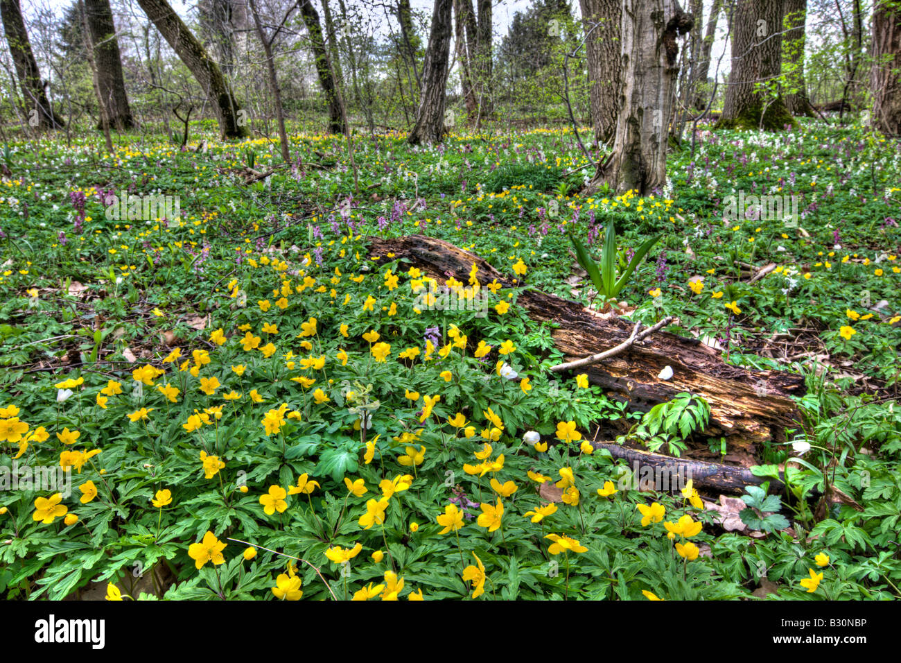 Yellow Anemones Anemone ranunculoides Germany Munich Bavaria Stock ...