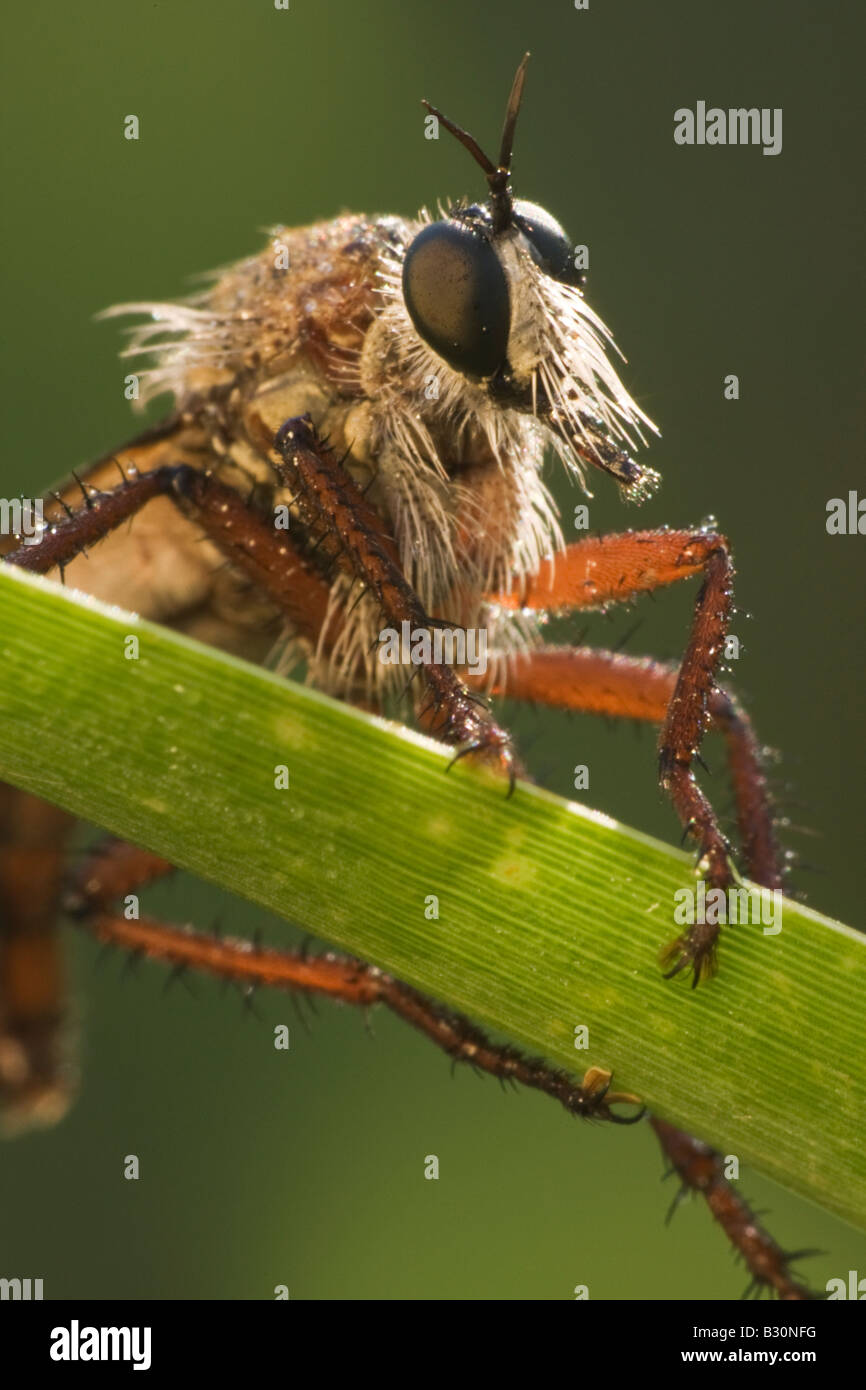Robber Fly, diptera, on blade of grass Stock Photo