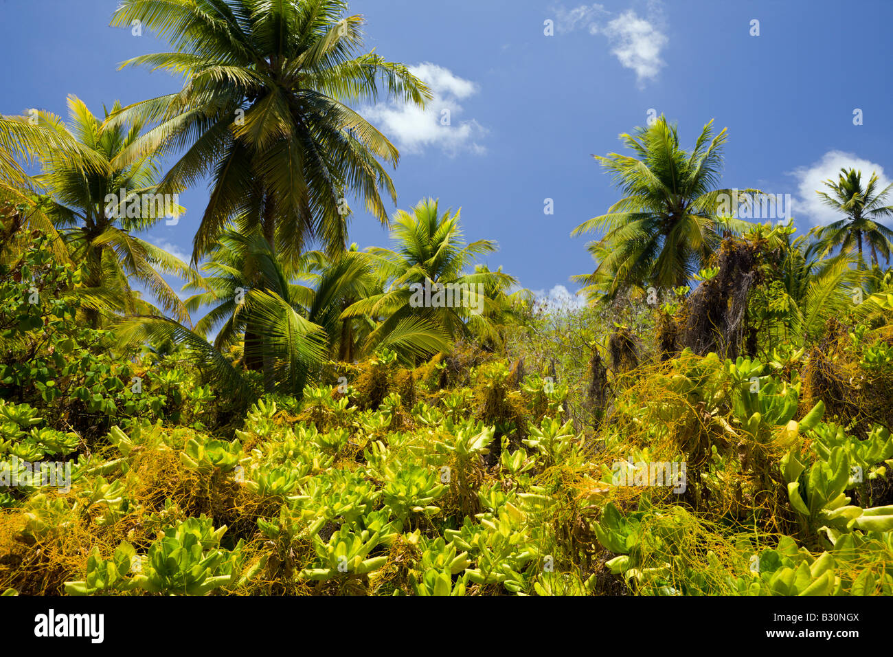 Coconut Palms at Bikini Marshall Islands Bikini Atoll Micronesia