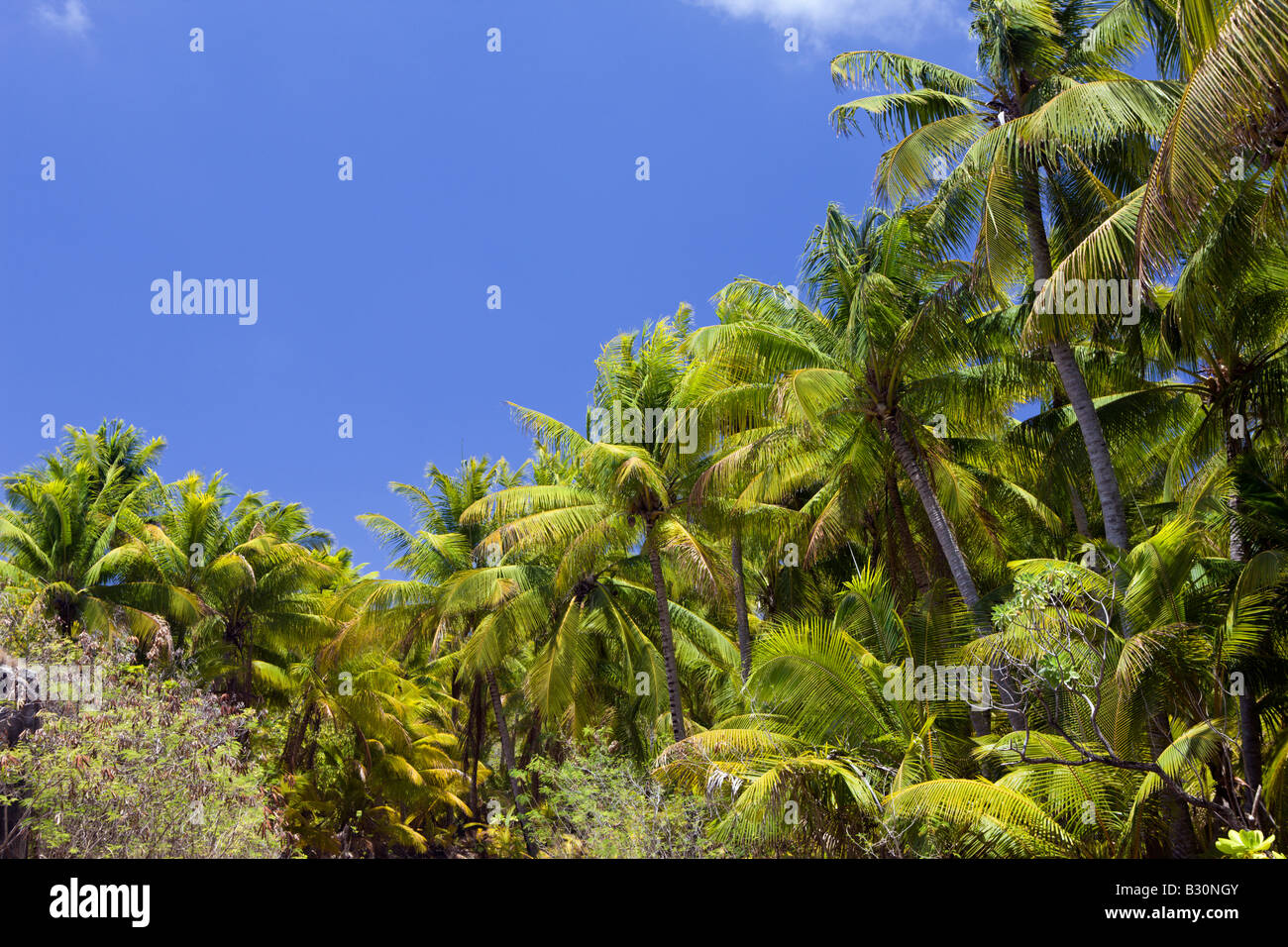 Coconut Palms at Bikini Marshall Islands Bikini Atoll Micronesia