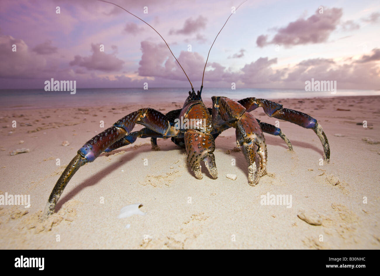 Coconut Crab Robber Crab at Bikini Beach Birgus latro Marshall Islands
