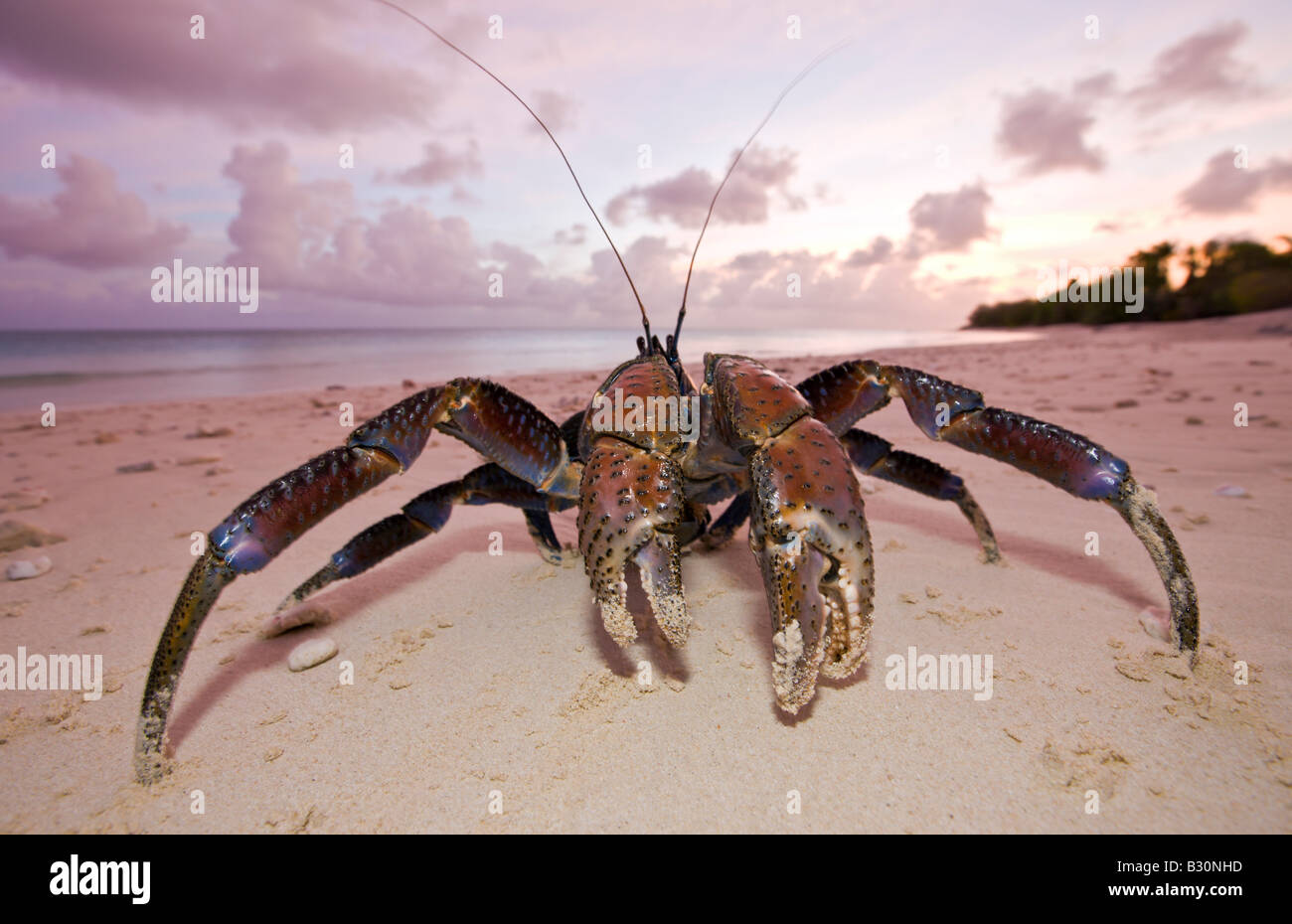Coconut Crab Robber Crab at Bikini Beach Birgus latro Marshall Islands