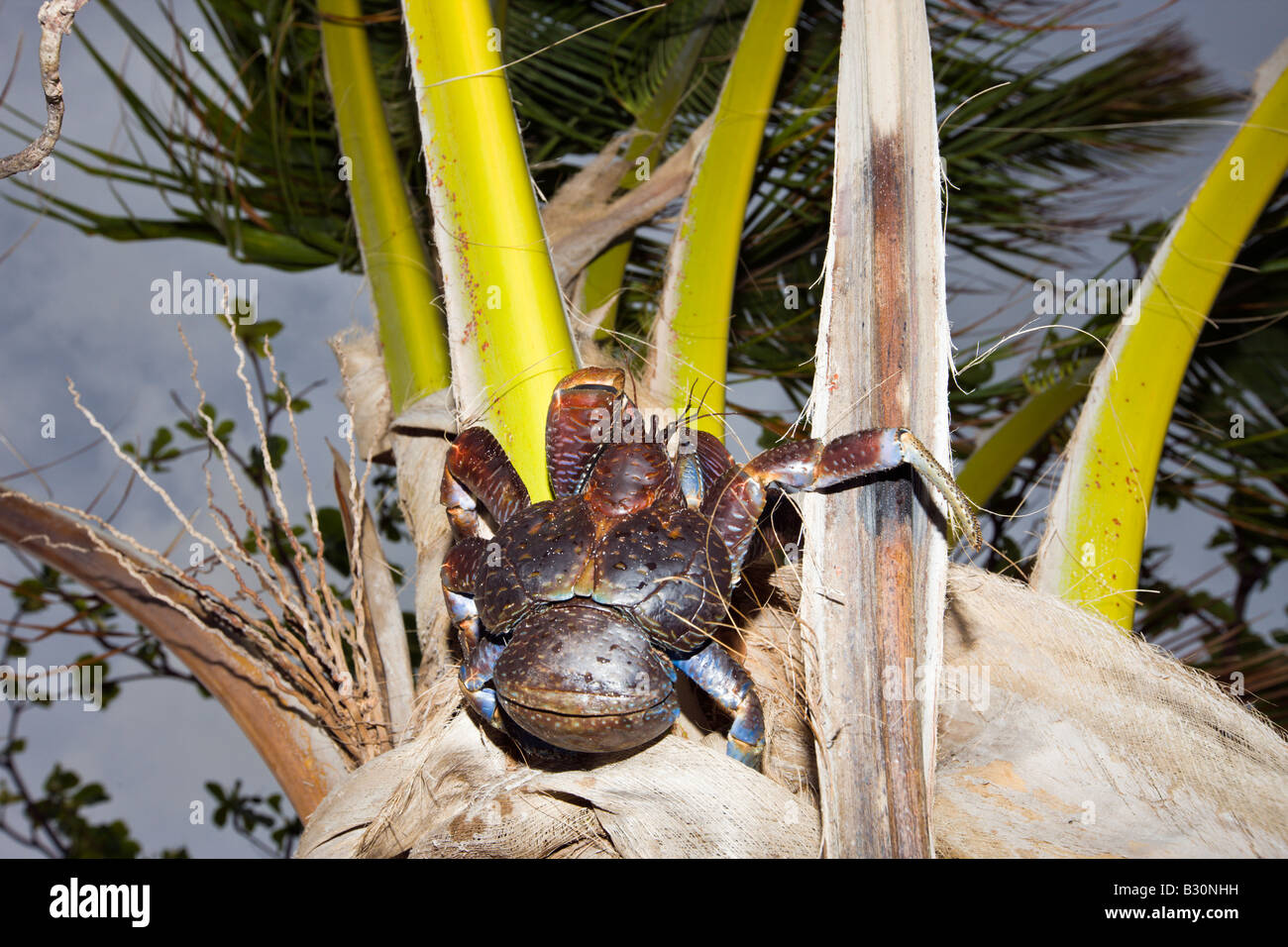 Coconut Crab Robber Crab On Palmtree Birgus Latro Marshall Islands Bikini Atoll Micronesia