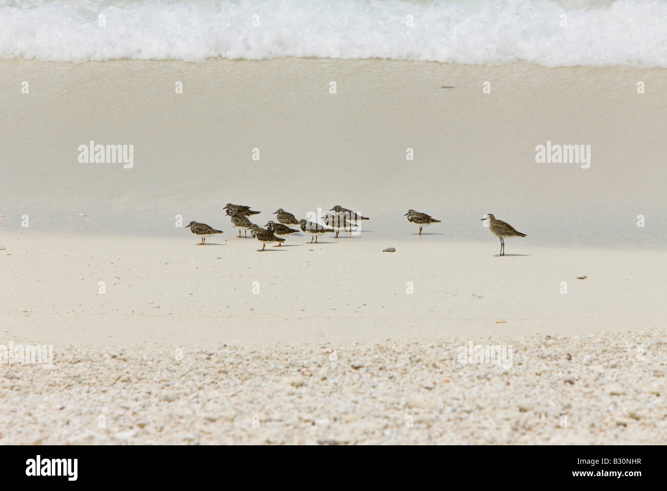 Birds at Bikini Beach Marshall Islands Bikini Atoll Micronesia Pacific Ocean Stock Photo