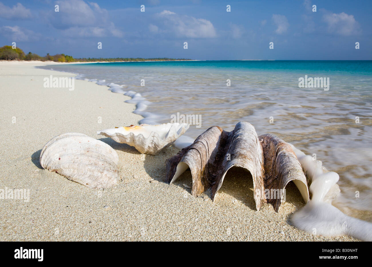 Shells at Bikini Beach Marshall Islands Bikini Atoll Micronesia Pacific Ocean Stock Photo