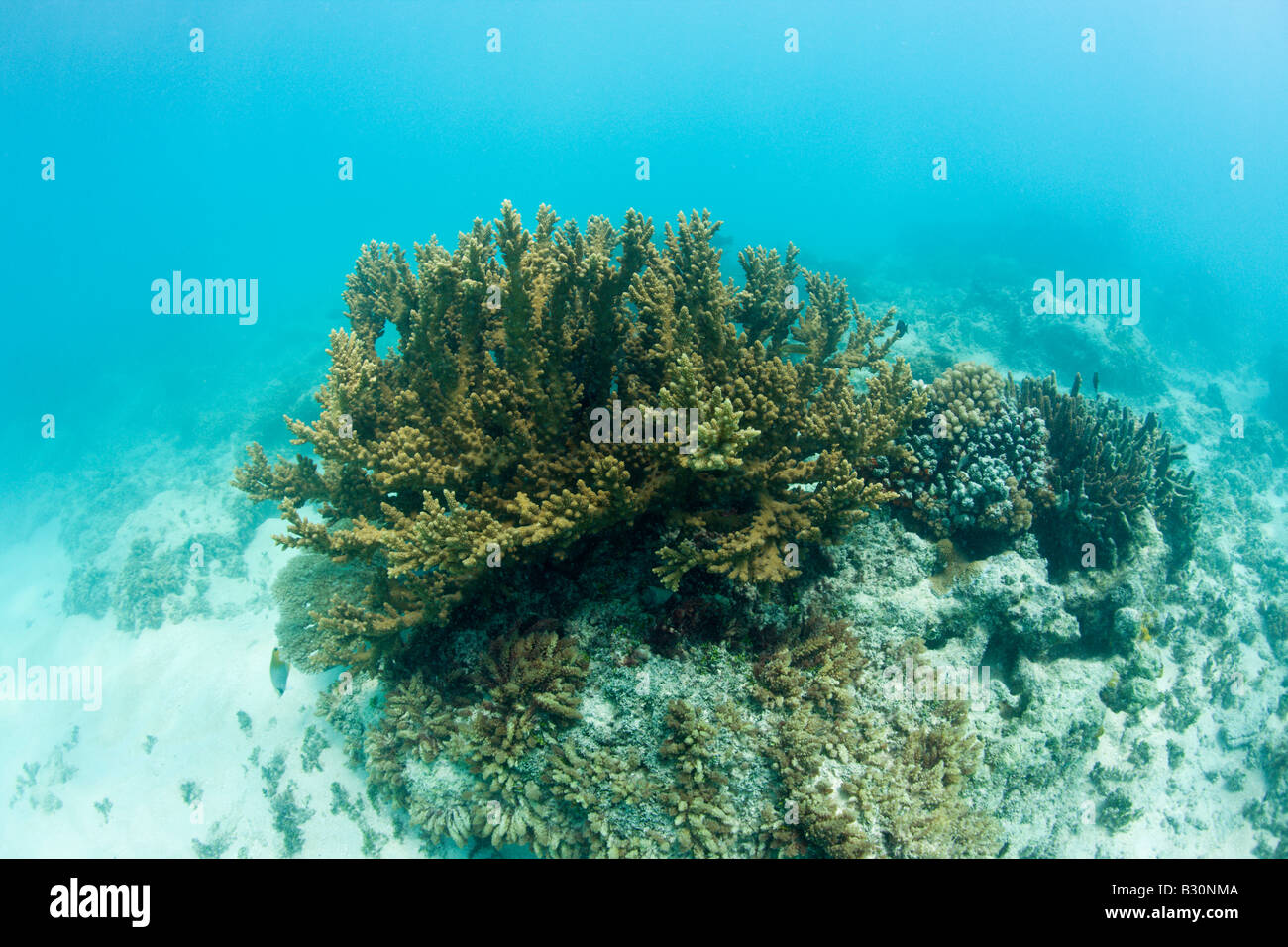 Corals in Bikini Lagoon Marshall Islands Bikini Atoll Micronesia ...