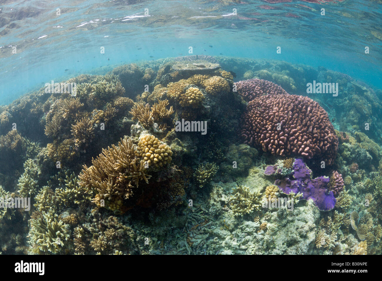 Pristine Corals at Bikini Atoll Marshall Islands Bikini Atoll Micronesia Pacific Ocean Stock Photo