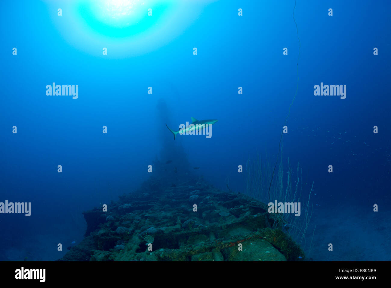 Grey Reef Shark over USS Apogon Submarine Marshall Islands Bikini Atoll Micronesia Pacific Ocean Stock Photo