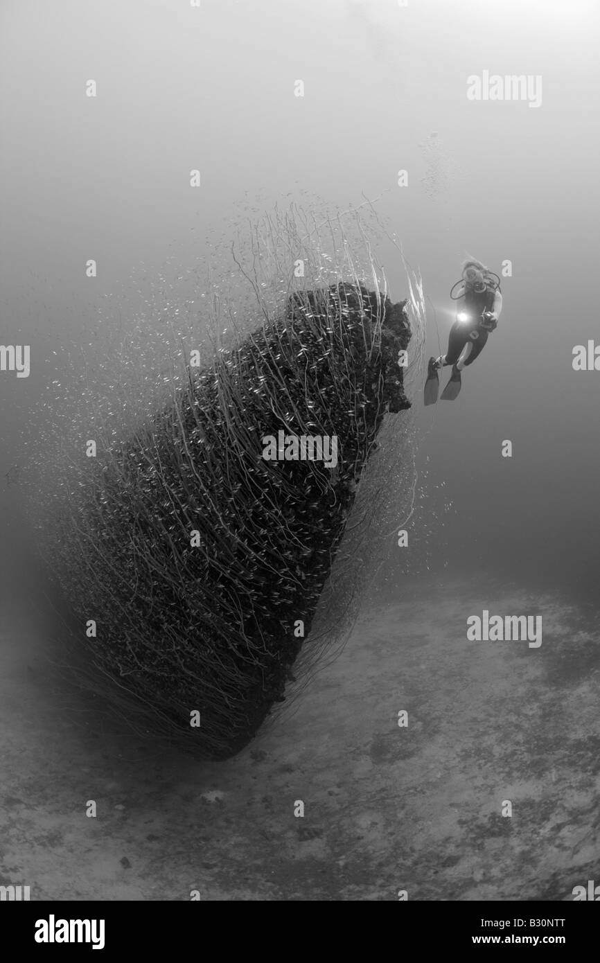 Diver at Bow of USS Apogon Submarine Marshall Islands Bikini Atoll Micronesia Pacific Ocean Stock Photo