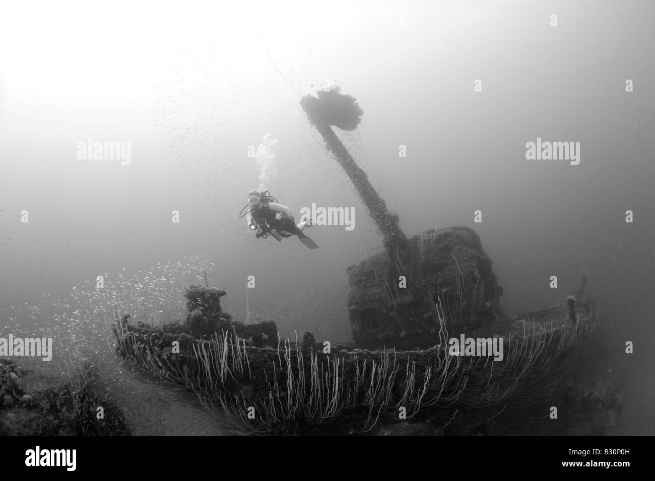 Diver near 5 inch Gun at Destroyer USS Lamson Marshall Islands Bikini Atoll Micronesia Pacific Ocean Stock Photo
