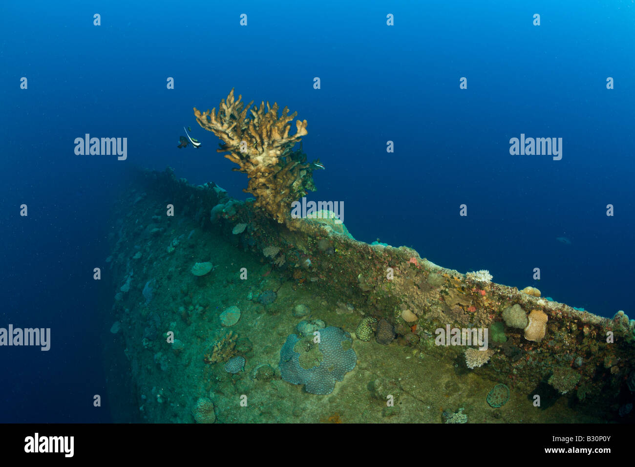 Big Fire Coral at bottom of Wreck HIJMS Nagato Battleship Marshall Islands Bikini Atoll Micronesia Pacific Ocean Stock Photo