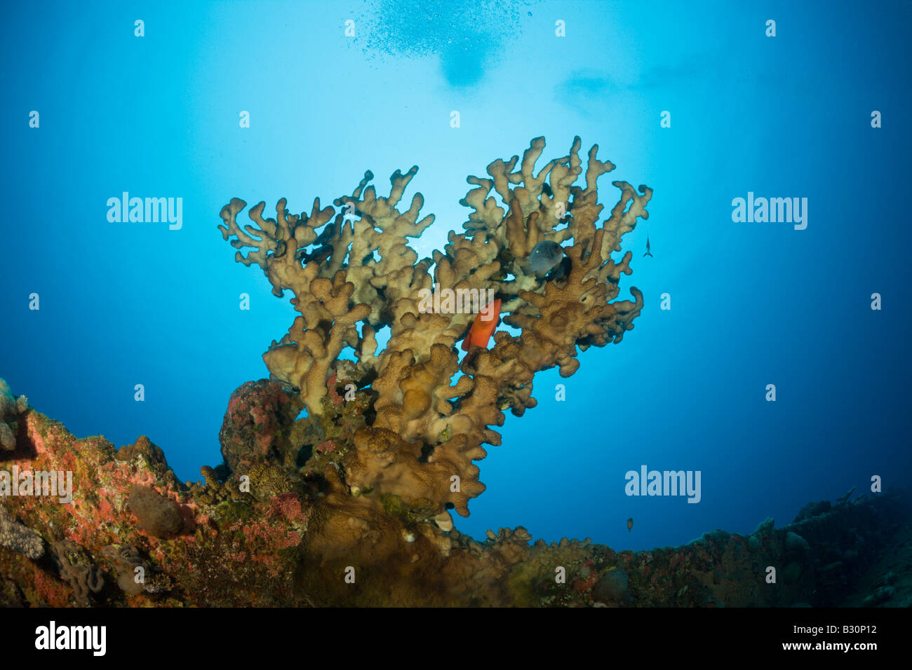 Big Fire Coral at bottom of Wreck HIJMS Nagato Battleship Marshall Islands Bikini Atoll Micronesia Pacific Ocean Stock Photo