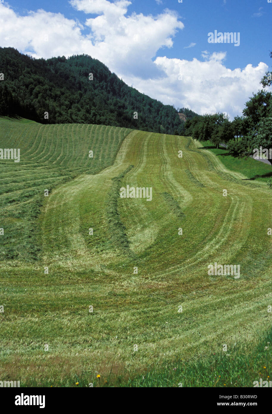cut meadow landscape in the mountains Stock Photo - Alamy