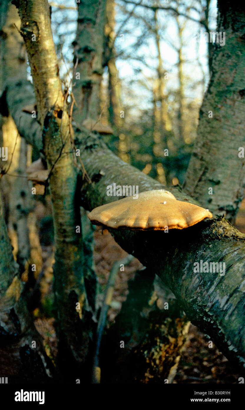 Bracket fungus, UK woodland Stock Photo