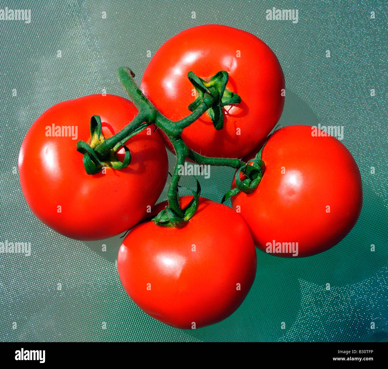 Four tomatoes  Solanum lycopersicum, syn. Lycopersicon lycopersicum Stock Photo