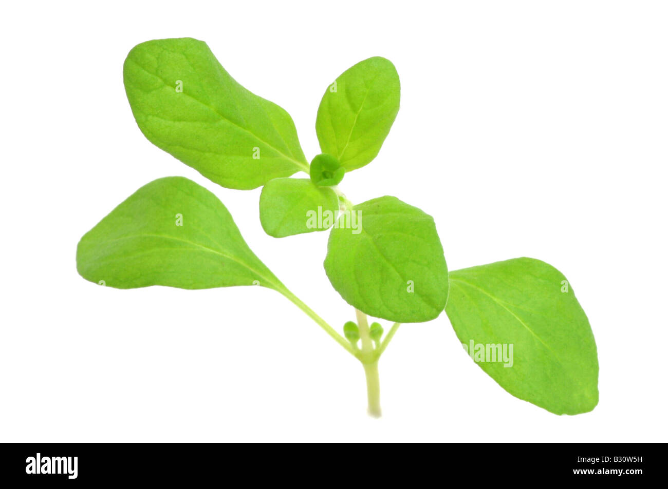 Knotted marjoram origanum majorana Cut Out Stock Images & Pictures Alamy