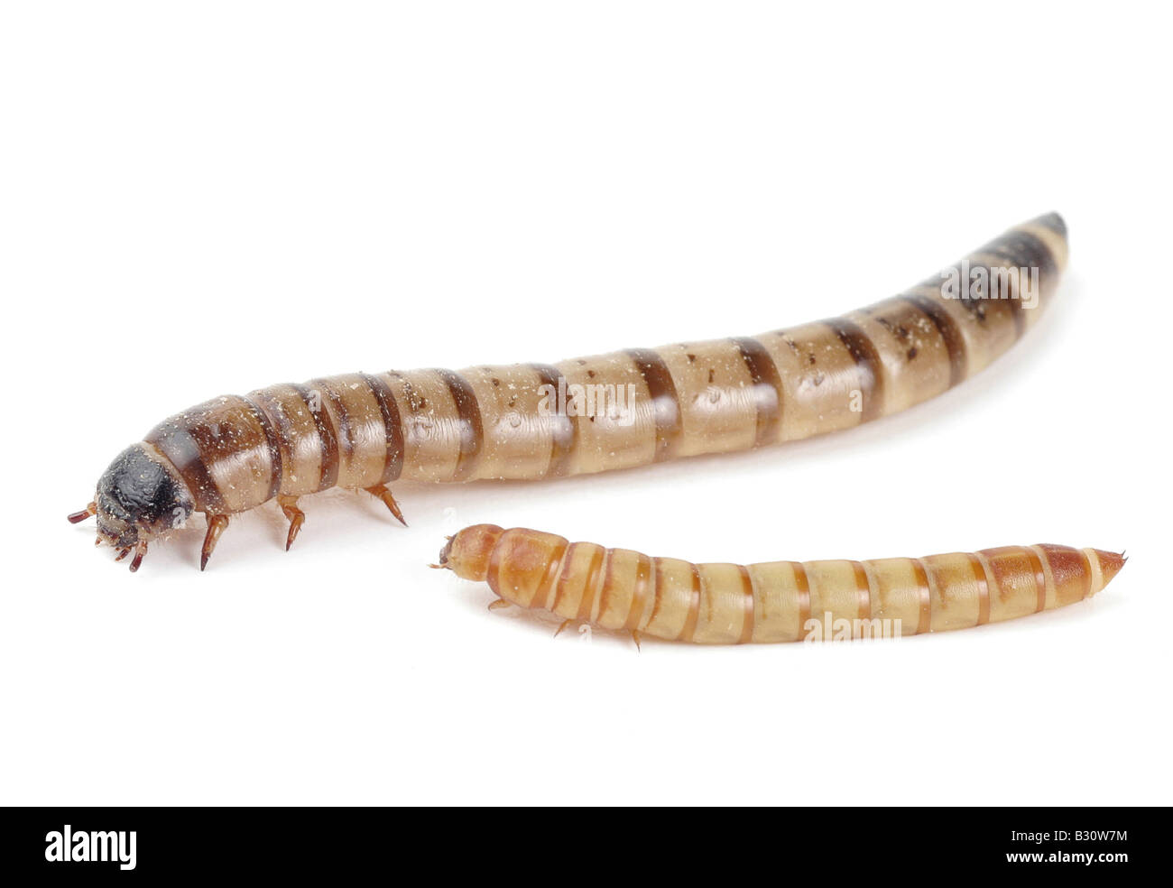 Tenebrio molitor, Zoophobas morio, kingworm and yellow mealworm beetle (below) Stock Photo