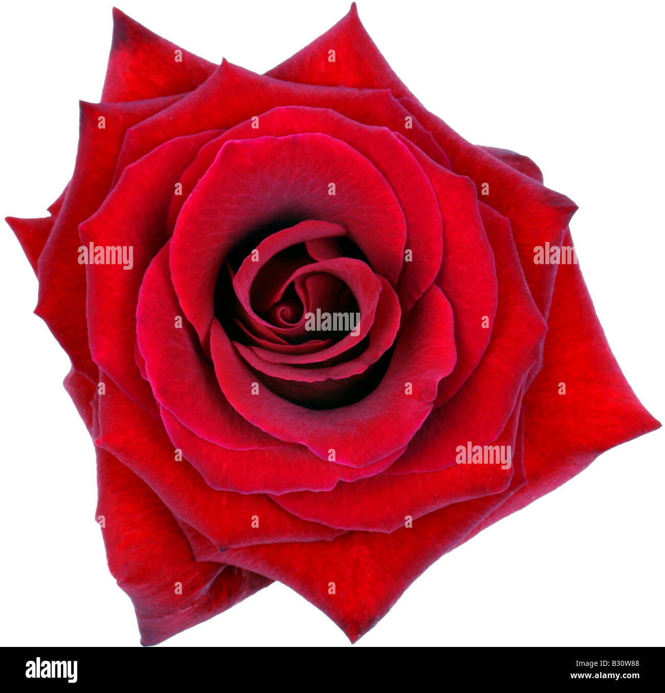 Red rose angiosperm angiosperms hires stock photography and images Alamy