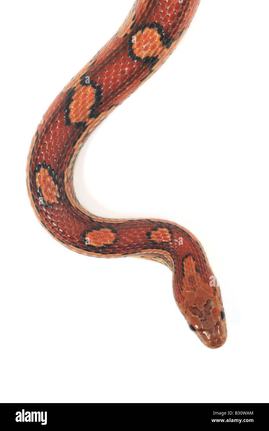 Elaphe guttata, corn snake Stock Photo - Alamy