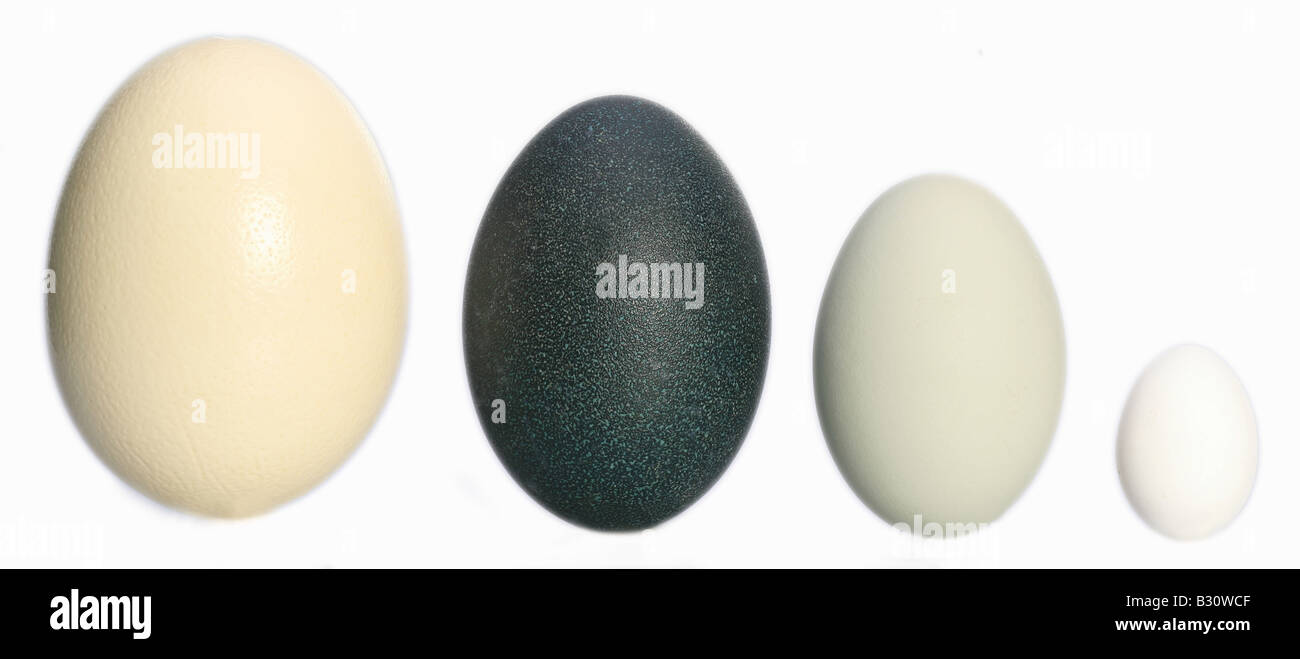 size comparison of the eggs of ostrich (largest egg of the world), emu, mute swan and domestic fowl Stock Photo