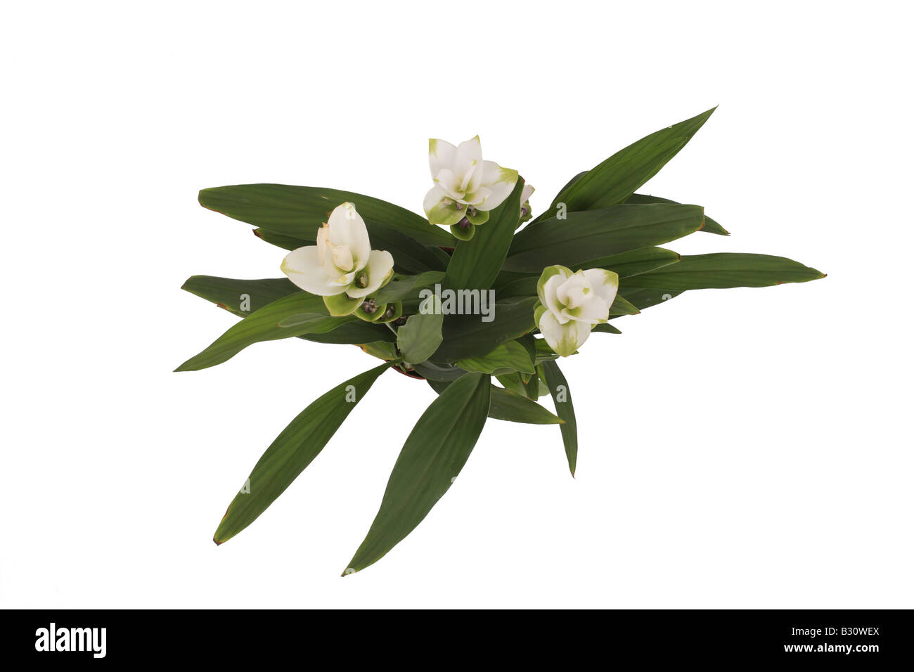 Curcuma, Curcuma alismatifolia, Curcuma zedoaria, Siam Tulips Stock Photo
