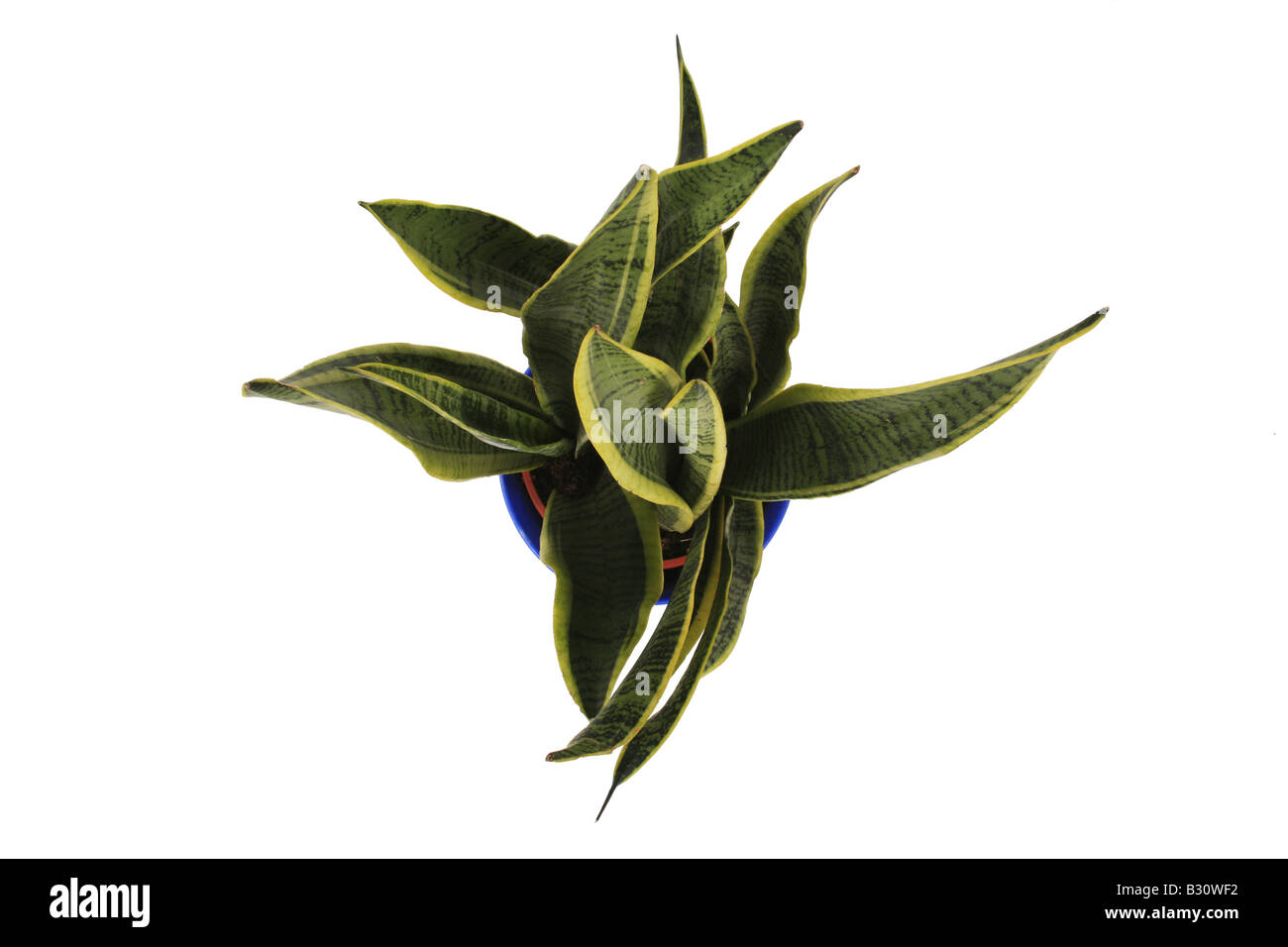 Sansevieria trifasciata 'Laurentii', Sansevieria trifasciata Laurentii,  Mother-in-law's Tongue Stock Photo - Alamy