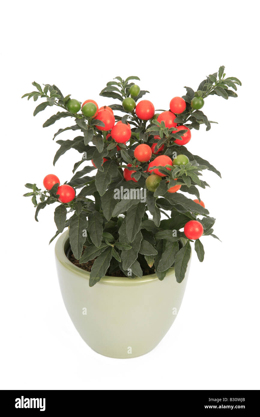 Pseudocapsicum nightshade hires stock photography and images Alamy