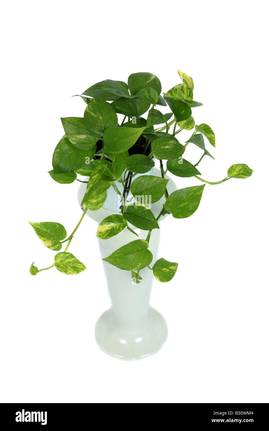 indoor tiered plant stands Japandi Tiered Plant Stand | Home Decor main image 0