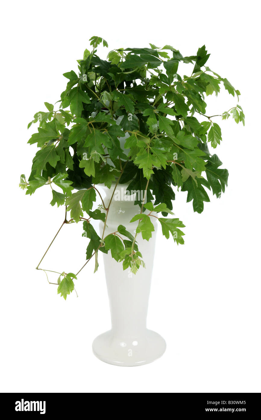 Cissus rhombifolia, Rhoicissus rhomboidea, Grape Ivy, Oak Leaf Ivy Stock Photo