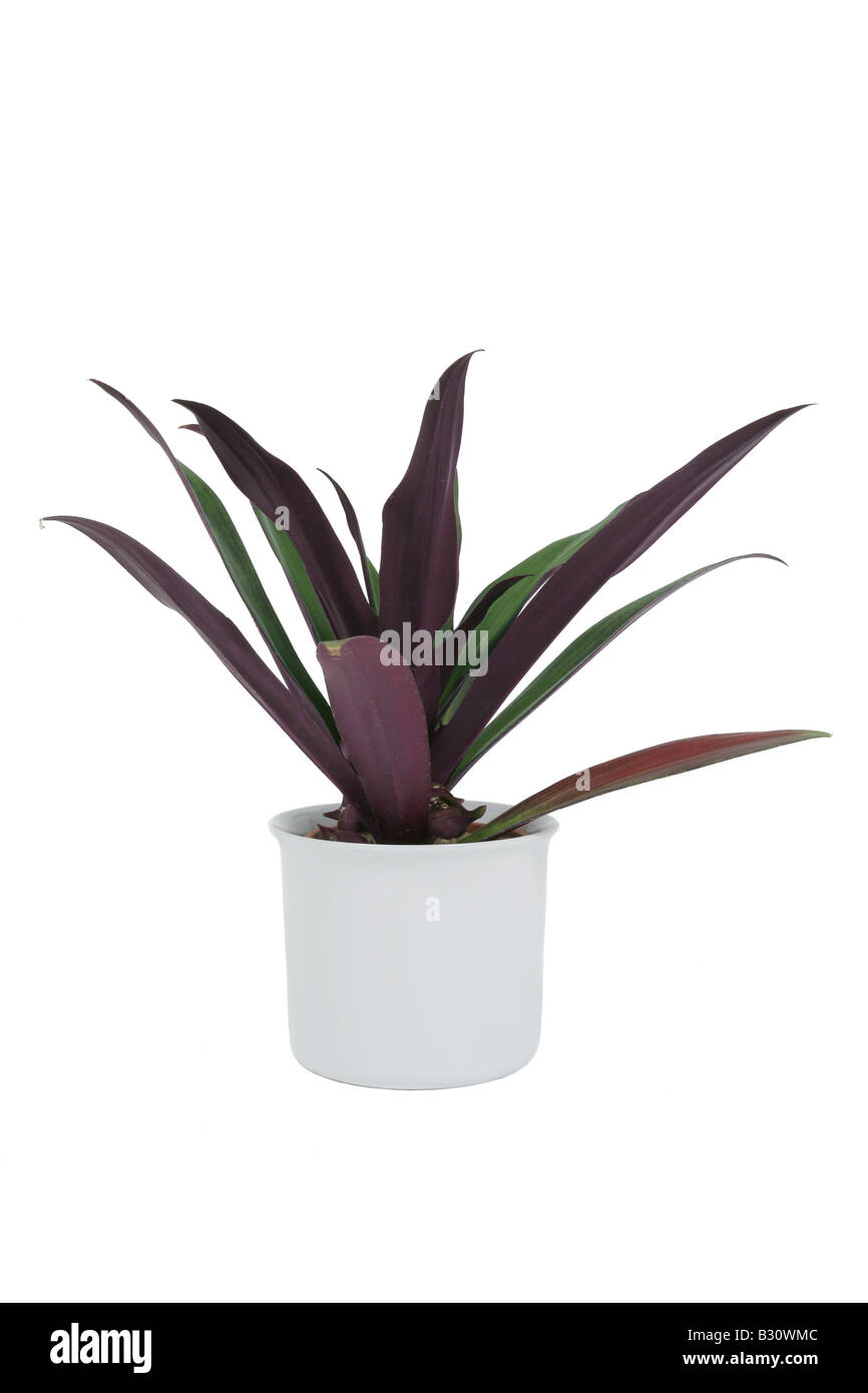 Rhoeo, Rhoeo spathacea, Tradescantia spathacea, Moses-in-the-Cradle, Oyster Plant, Rhoeo Stock Photo