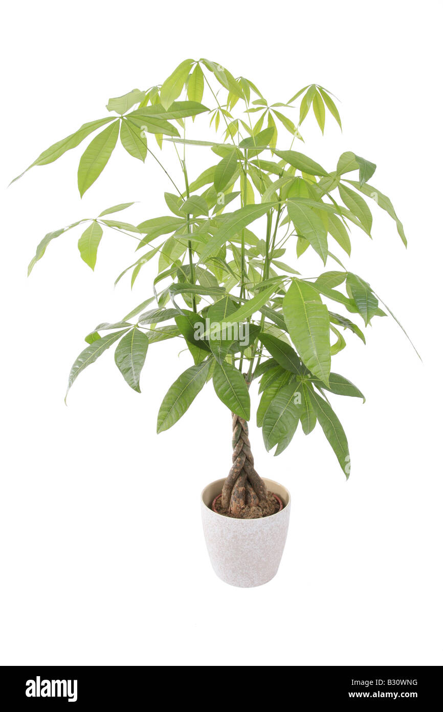 Pachira aquatica, Provision Tree Stock Photo