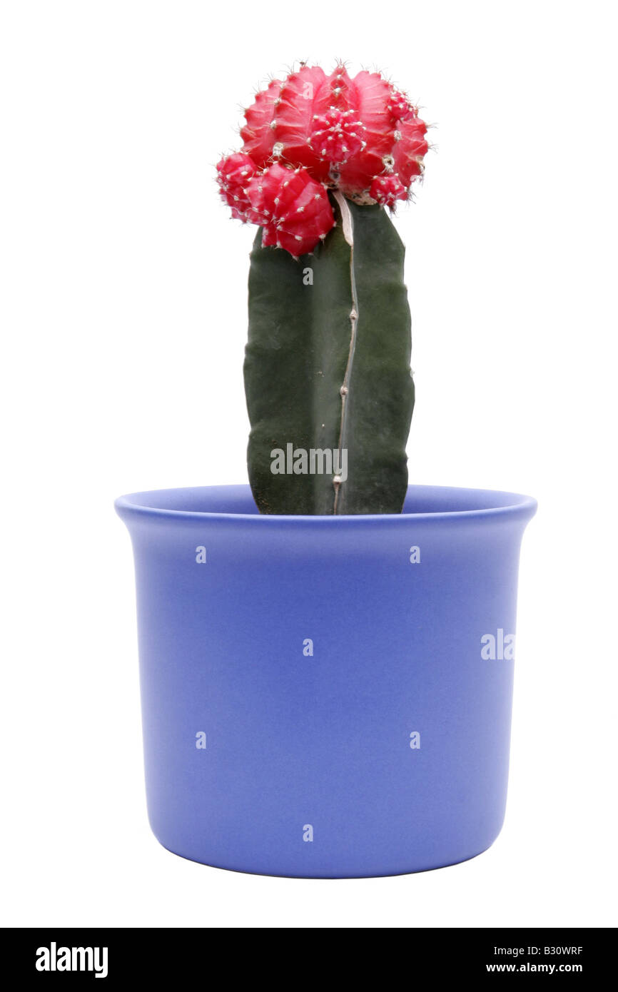 Gymnocalycium mihanovichii var friedrichii f rubra hi-res stock photography  and images - Alamy