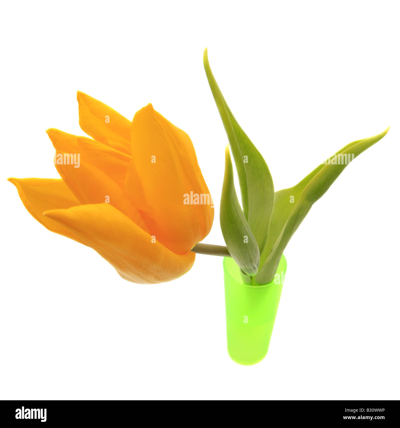 Tulipa gesneriana, common garden tulip Stock Photo