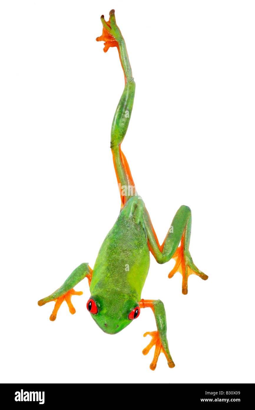 Agalychnis callidryas, red-eyed treefrog, redeyed treefrog, redeye treefrog, red eye treefrog, red eyed frog Stock Photo
