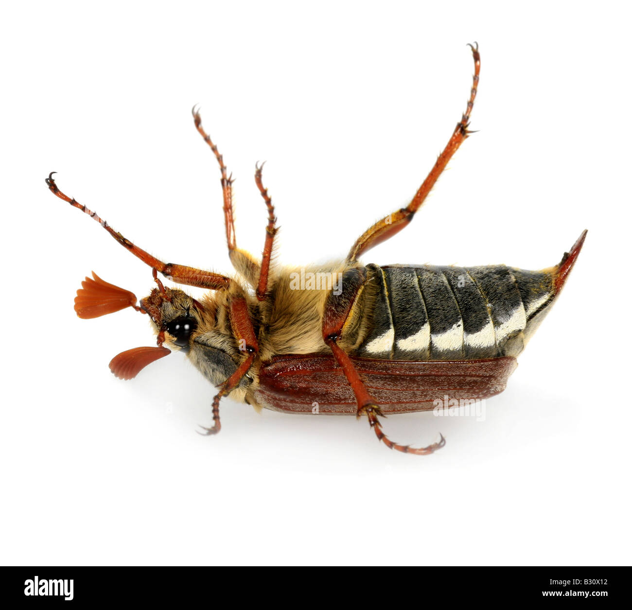 Melolontha Melolontha Common Cockchafer Maybug Stock Photo Alamy
