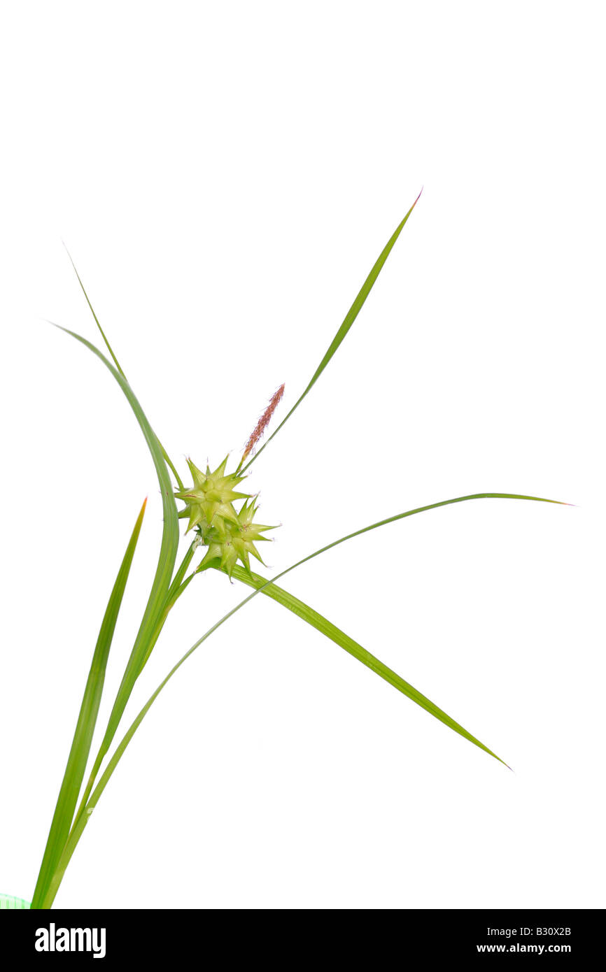 Carex grayi, morning star, asa gray sedge Stock Photo