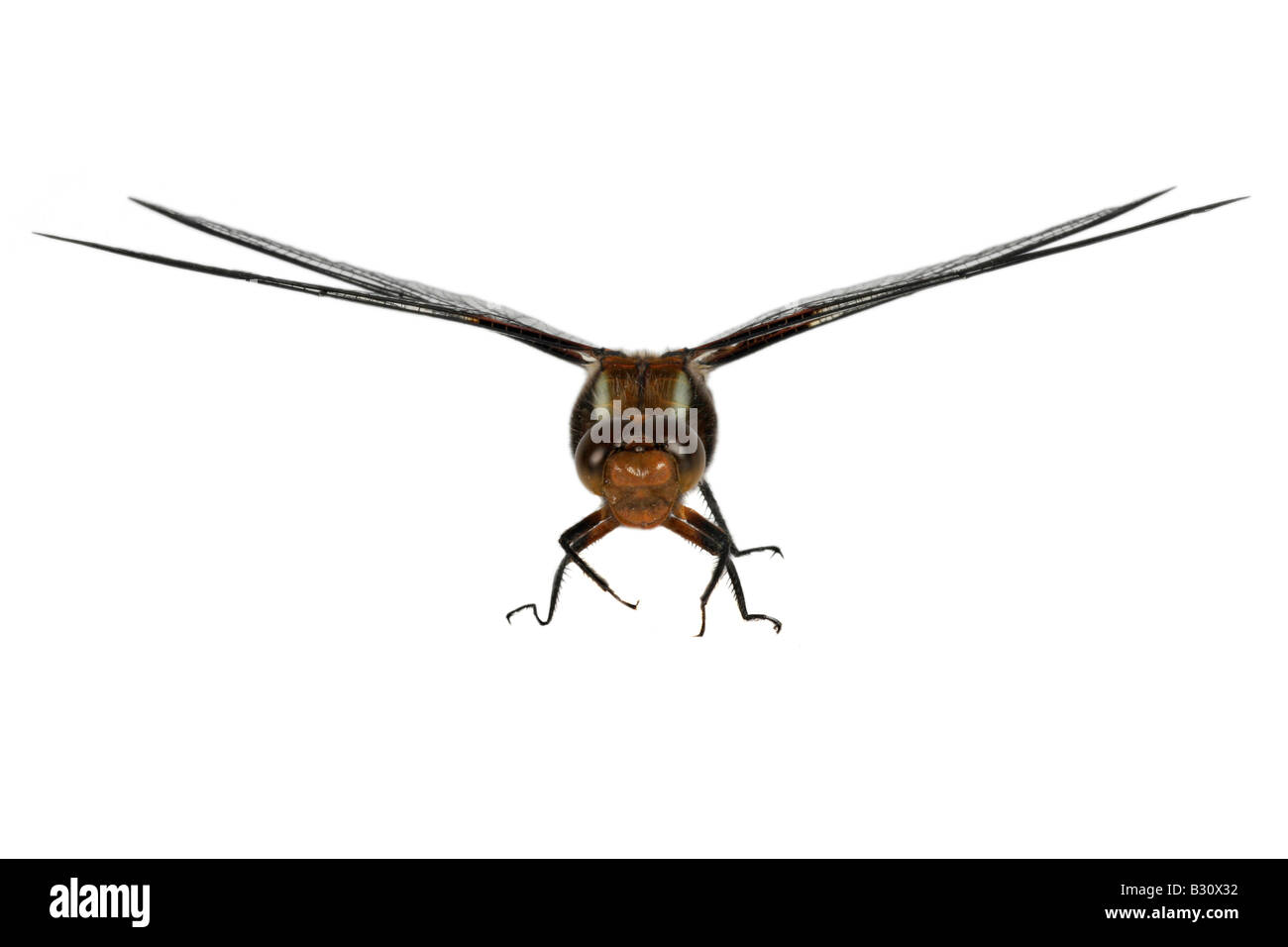 Libellula depressa, broad-bodied libellula, broad-bodied chaser Stock Photo
