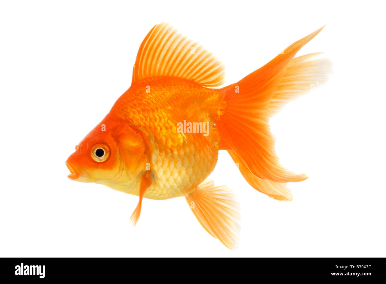 Carassius auratus auratus, goldfish, common carp, fantail Stock Photo