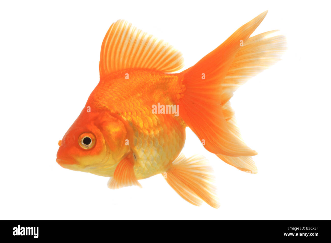 Carassius auratus auratus, goldfish, common carp, fantail Stock Photo