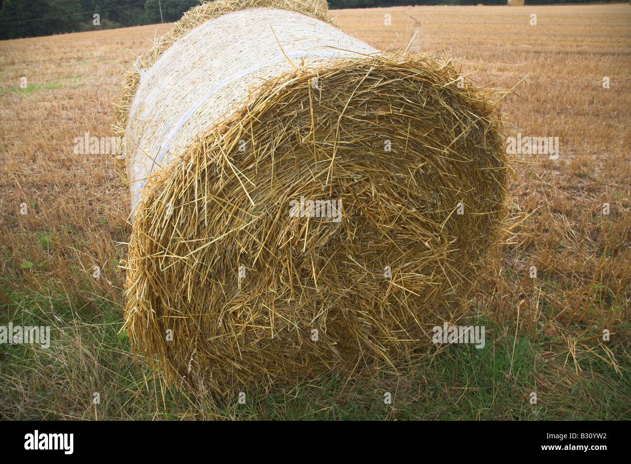 Round straw bale in field of stubble Stock Photo - Alamy