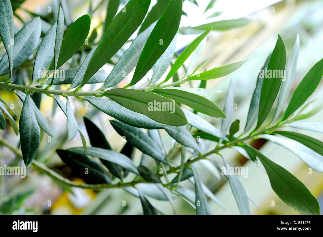 BRANCHES OF OLIVE TREE Stock Photo