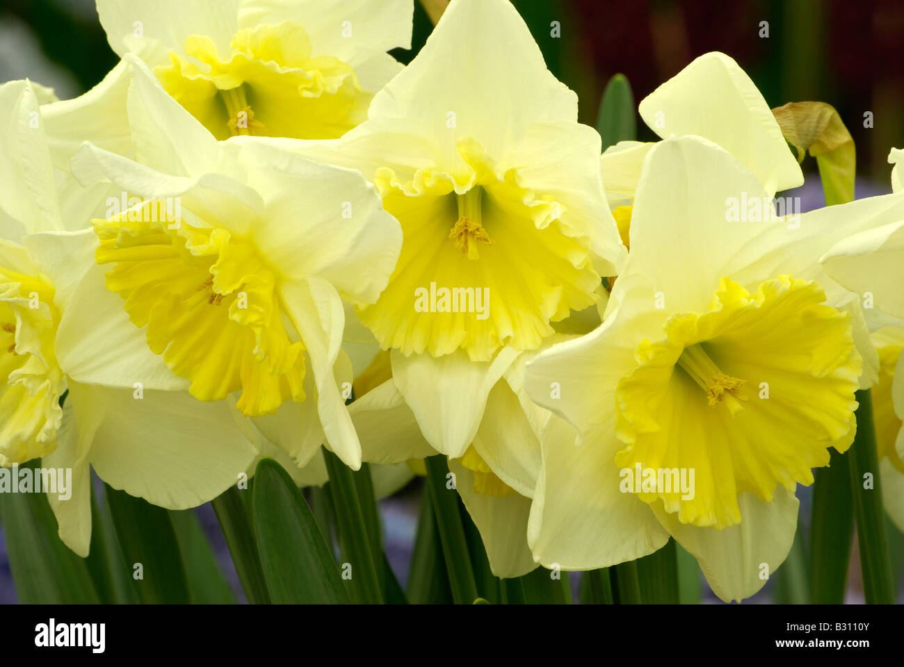 group of daffodils Stock Photo - Alamy